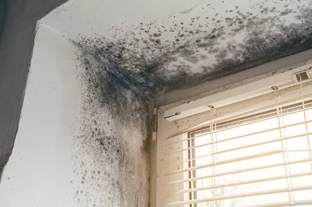 Affordable Mold Remediation solutions in Arlington Heights, WA